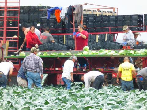 Farmers working together