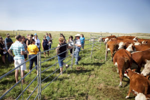 Attendees of the Love Sask Food Tour learn about cattle.