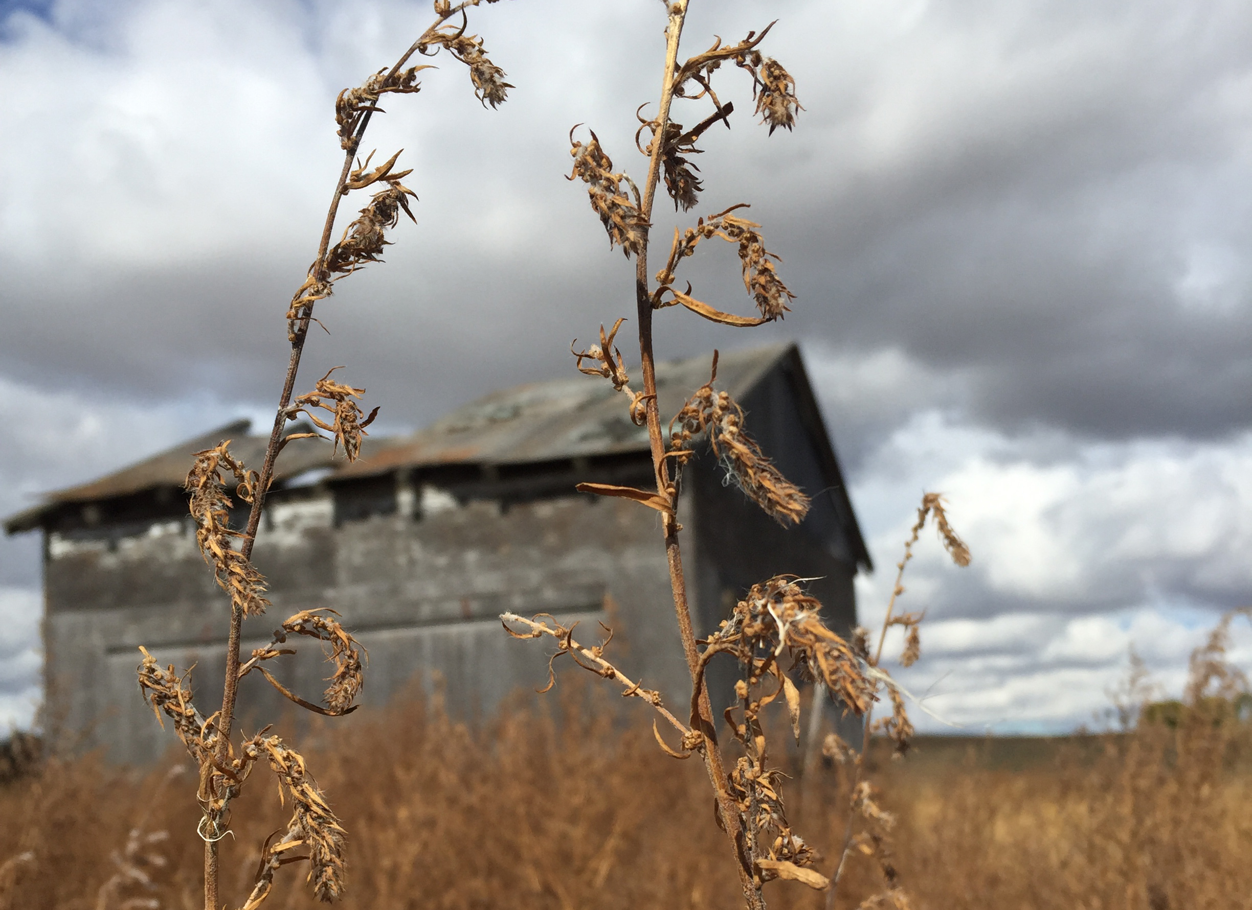 Marvin Redlick’s farm in Biggar, SK