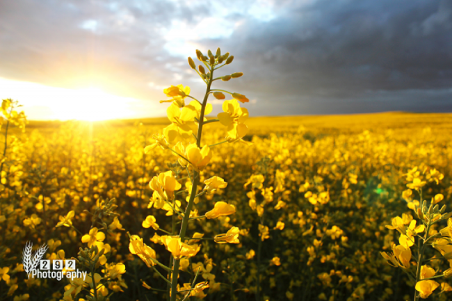 Canola field after Prairies thunderstorm