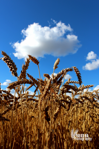 Wheat ready for straight cutting